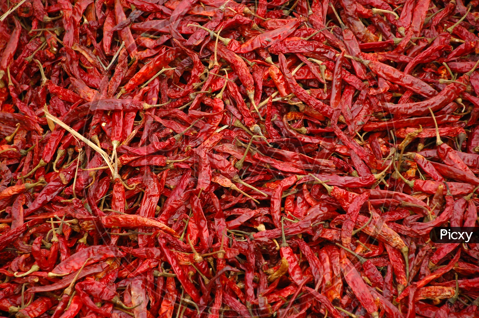 Dry Red Chilli